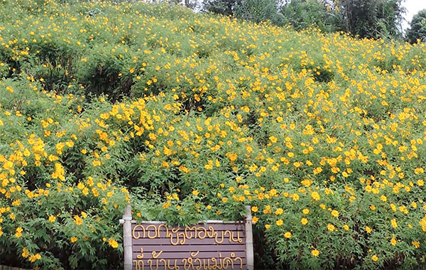 เปิดที่เที่ยวเชียงราย ปี 2564 ‘ดอยหัวแม่คำ’ ดอกบัวตองงามตะการตา