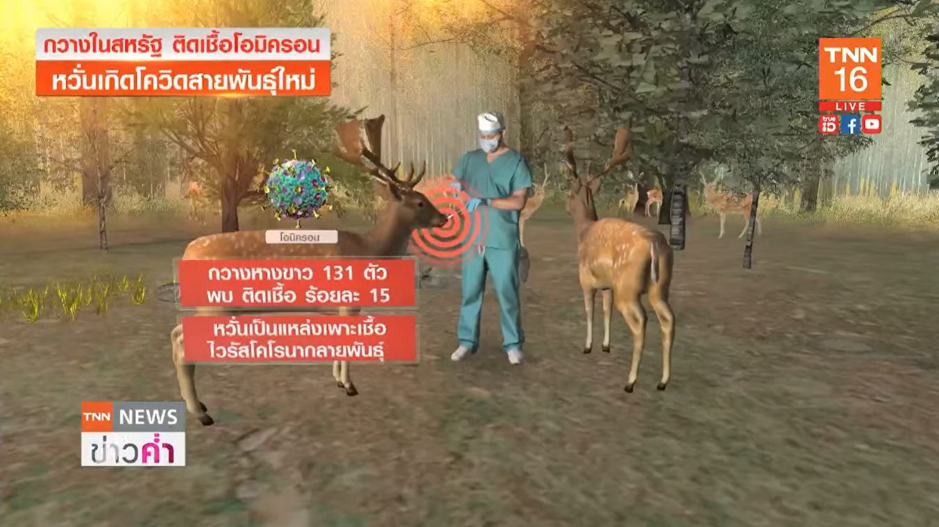 สหรัฐฯผวา! กวางหางขาวติดโควิดโอมิครอน หวั่นเกิดสายพันธุ์ใหม่