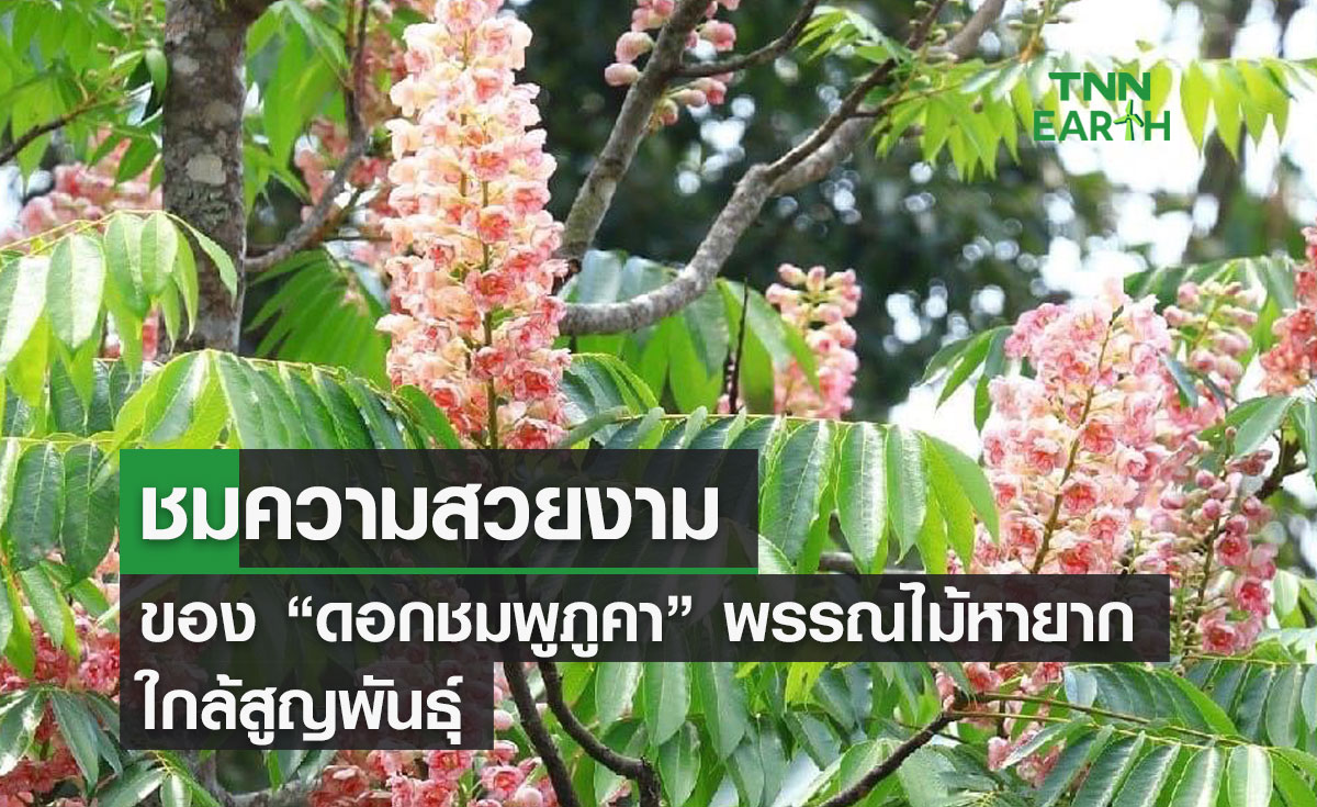 ชมความสวยงาม ของ “ดอกชมพูภูคา” พรรณไม้หายาก ใกล้สูญพันธุ์
