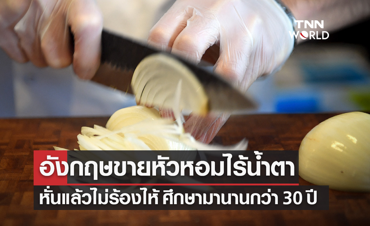 ข่าวดีของแม่บ้าน! อังกฤษเตรียมขาย "หัวหอมพันธุ์ใหม่ไร้น้ำตา"