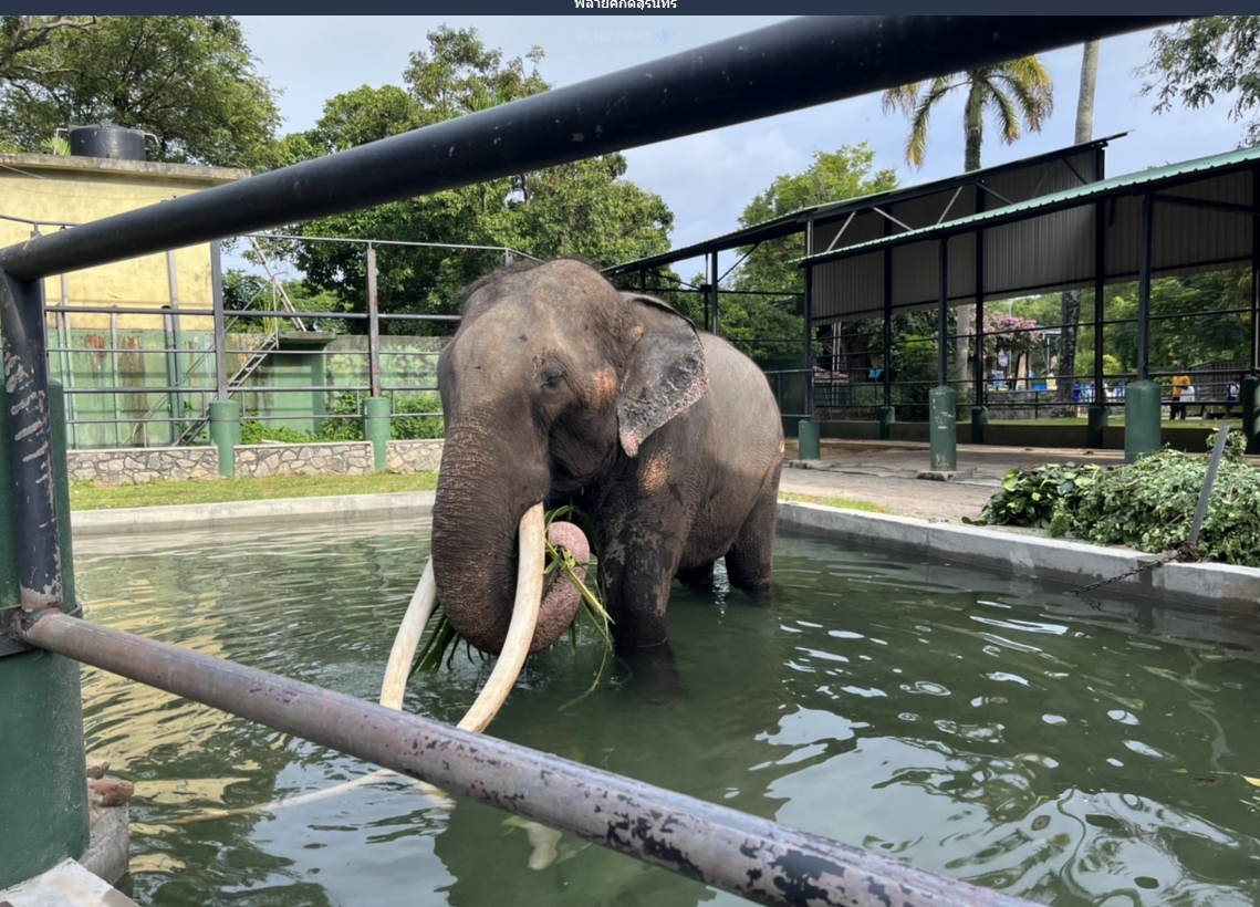 เปิดประวัติ ‘พลายศักดิ์สุรินทร์’ ทูตสันถวไมตรีศรีลังกานานนับ 20 ปี เปิดประวัติ ‘พลายศักดิ์สุรินทร์’ ทูตสันถวไมตรีศรีลังกานานนับ 20 ปี