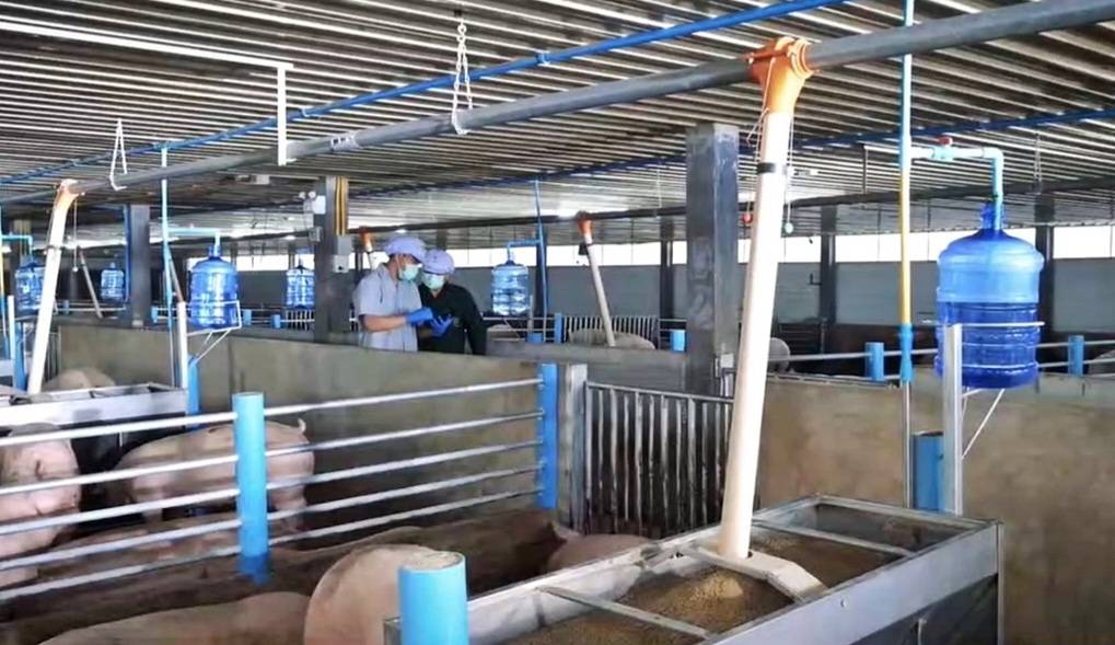ตามไปดู CPF Greenfarm เลี้ยงหมูปลอดสาร เป็นมิตรสิ่งแวดล้อม ตามไปดู CPF Greenfarm เลี้ยงหมูปลอดสาร เป็นมิตรสิ่งแวดล้อม