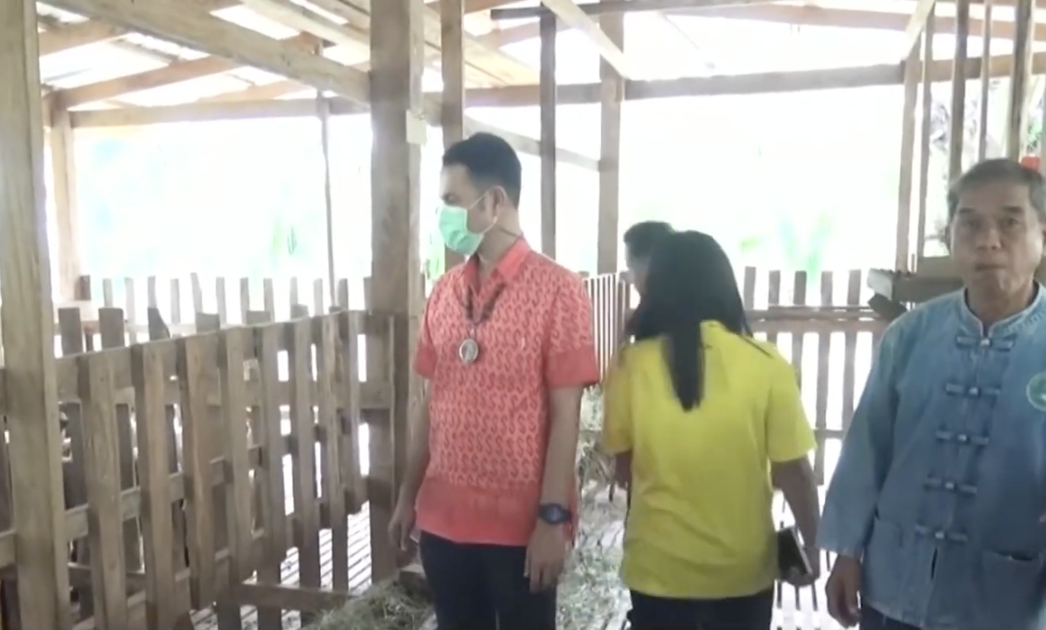 เลี้ยงแพะในสวนปาล์ม ทำรายได้สองทางตลอดปี เลี้ยงแพะในสวนปาล์ม ทำรายได้สองทางตลอดปี
