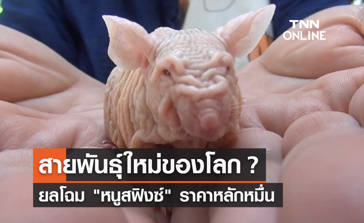 สายพันธุ์ใหม่ของโลก? ยลโฉม "หนูสฟิงซ์" ราคาหลักหมื่น คนสนใจเลี้ยงเพียบ
