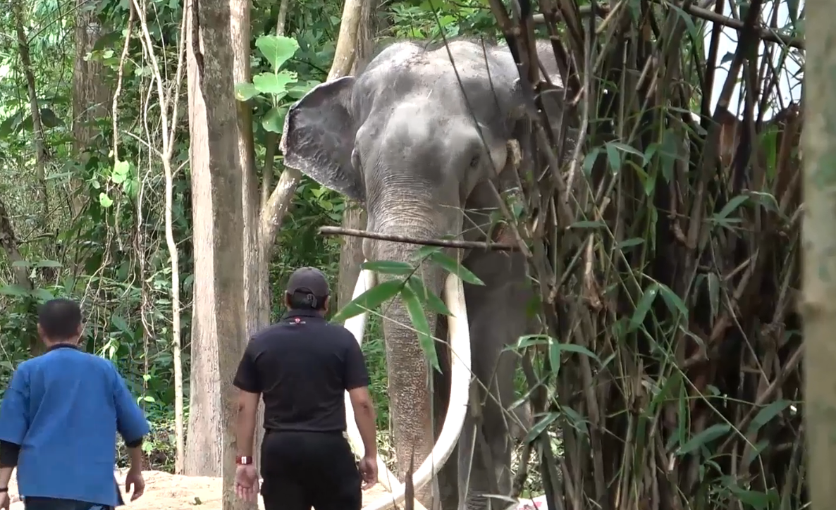 อัปเดตล่าสุด “พลายศักดิ์สุรินทร์” สุภาพดีไม่มีโรคติดต่อ อัปเดตล่าสุด “พลายศักดิ์สุรินทร์” สุภาพดีไม่มีโรคติดต่อ