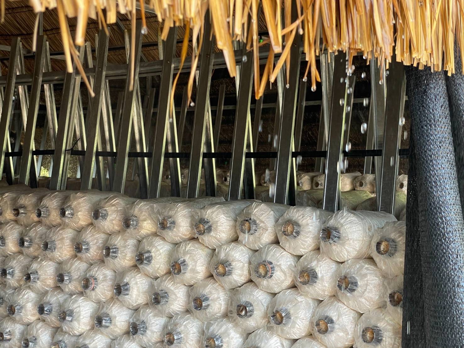 พลิกแปลงเกษตรในโรงเรียนสู่ Smart Farming