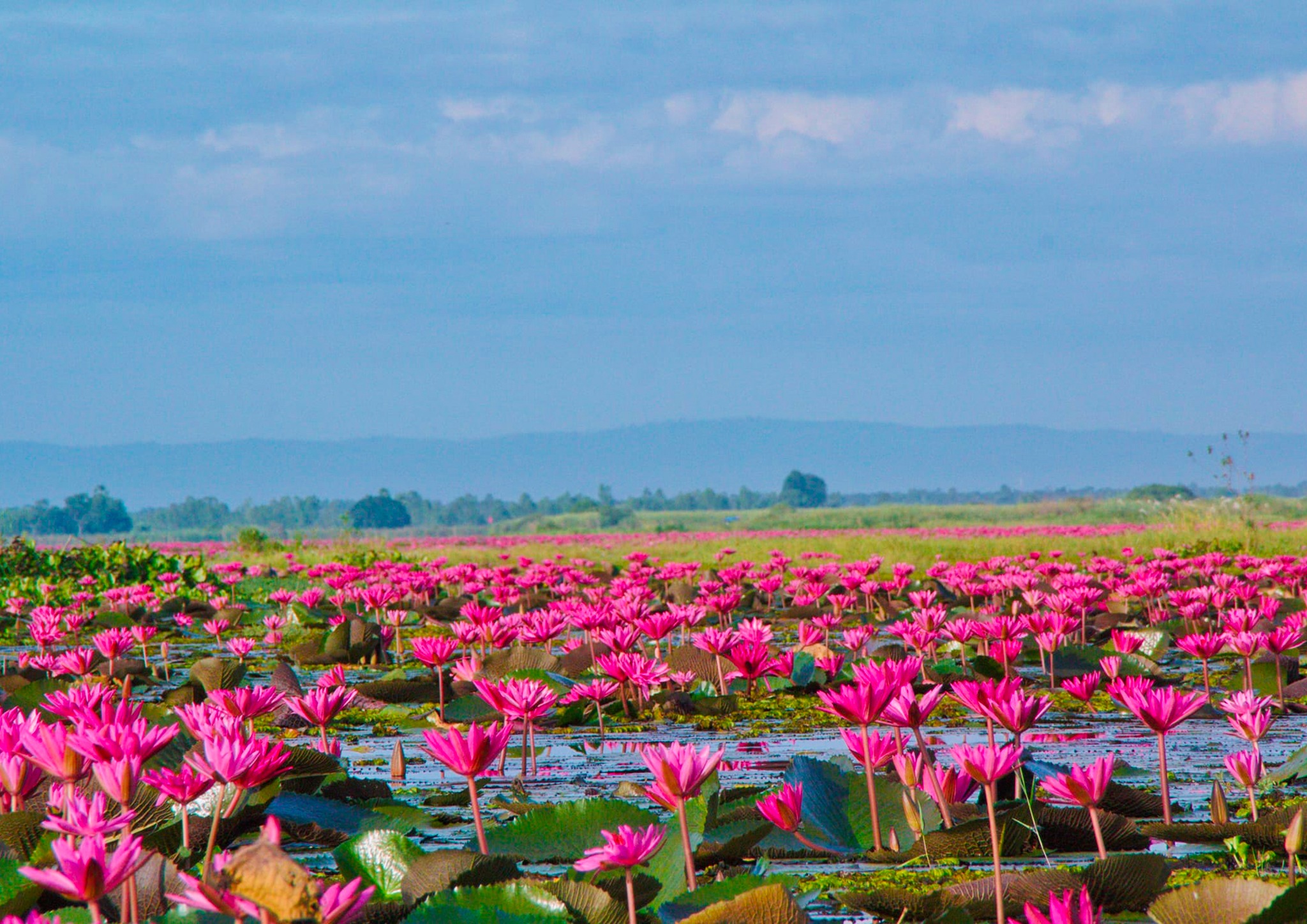 ฤดูหนาว “ทะเลบัวแดง” อุดรธานี บานสะพรั่งทั่วบึงบนพื้นที่กว่าหมื่นไร่