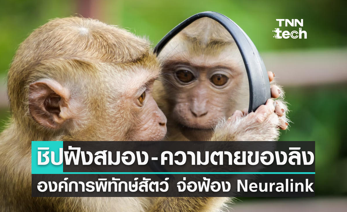 องค์กรพิทักษ์สัตว์จ่อฟ้อง Neuralink ประเด็นชิปฝังสมองสร้างความทรมานแก่ลิง