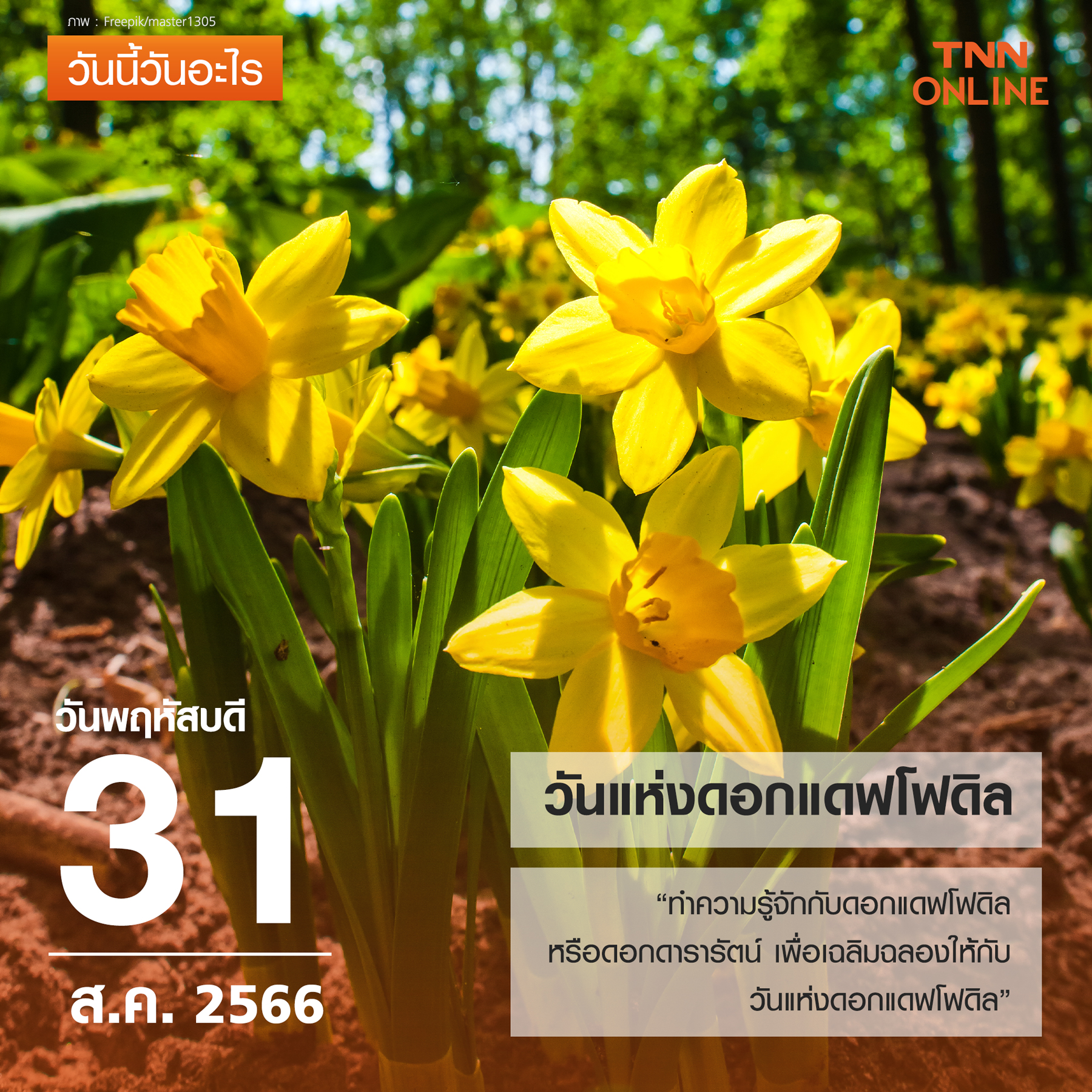 วันนี้วันอะไร วันที่ 31 สิงหาคม ถูกกำหนดให้เป็น วันแห่งดอกแดฟโฟดิล วันนี้วันอะไร วันที่ 31 สิงหาคม ถูกกำหนดให้เป็น วันแห่งดอกแดฟโฟดิล