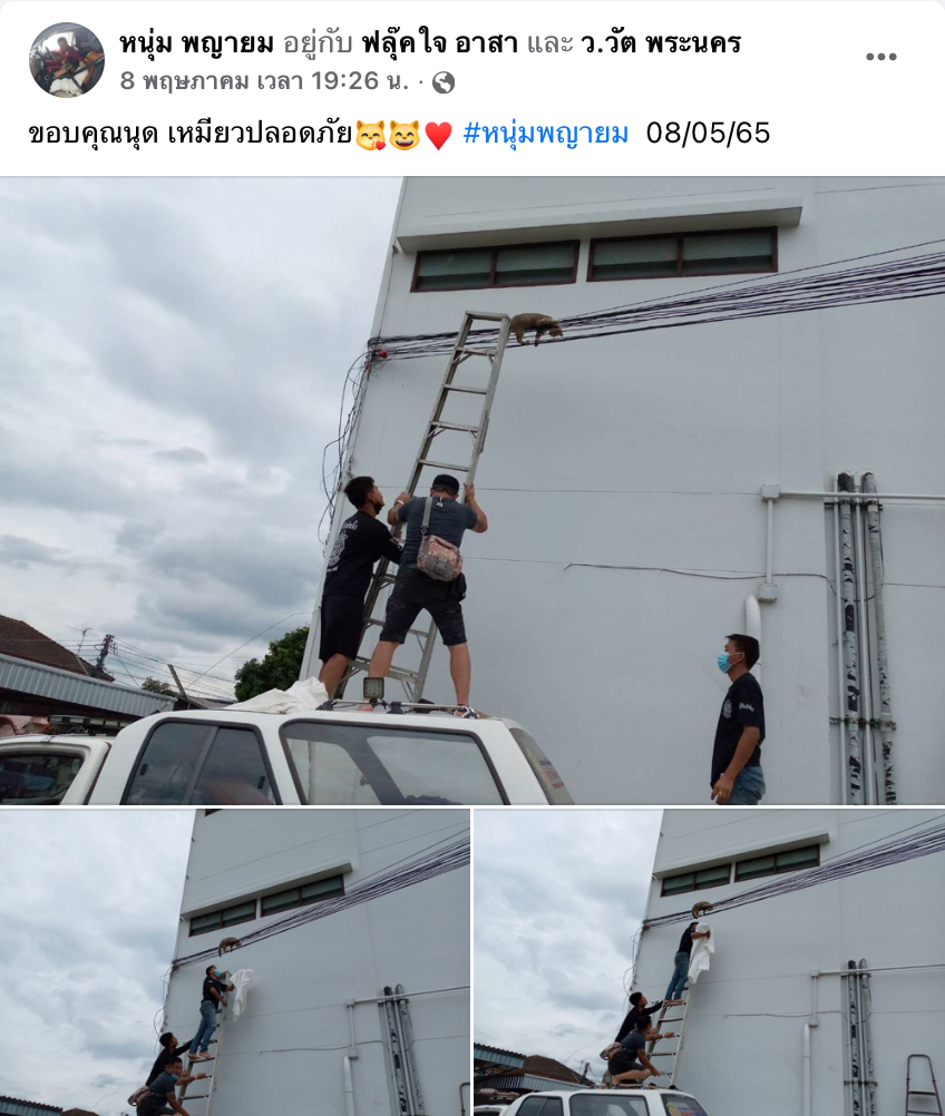 ลุ้นระทึก!เหมียวจอมซนปีนป่ายขึ้นไปห้อยบนสายไฟ เดือดร้อนกู้ภัยเร่งช่วย
