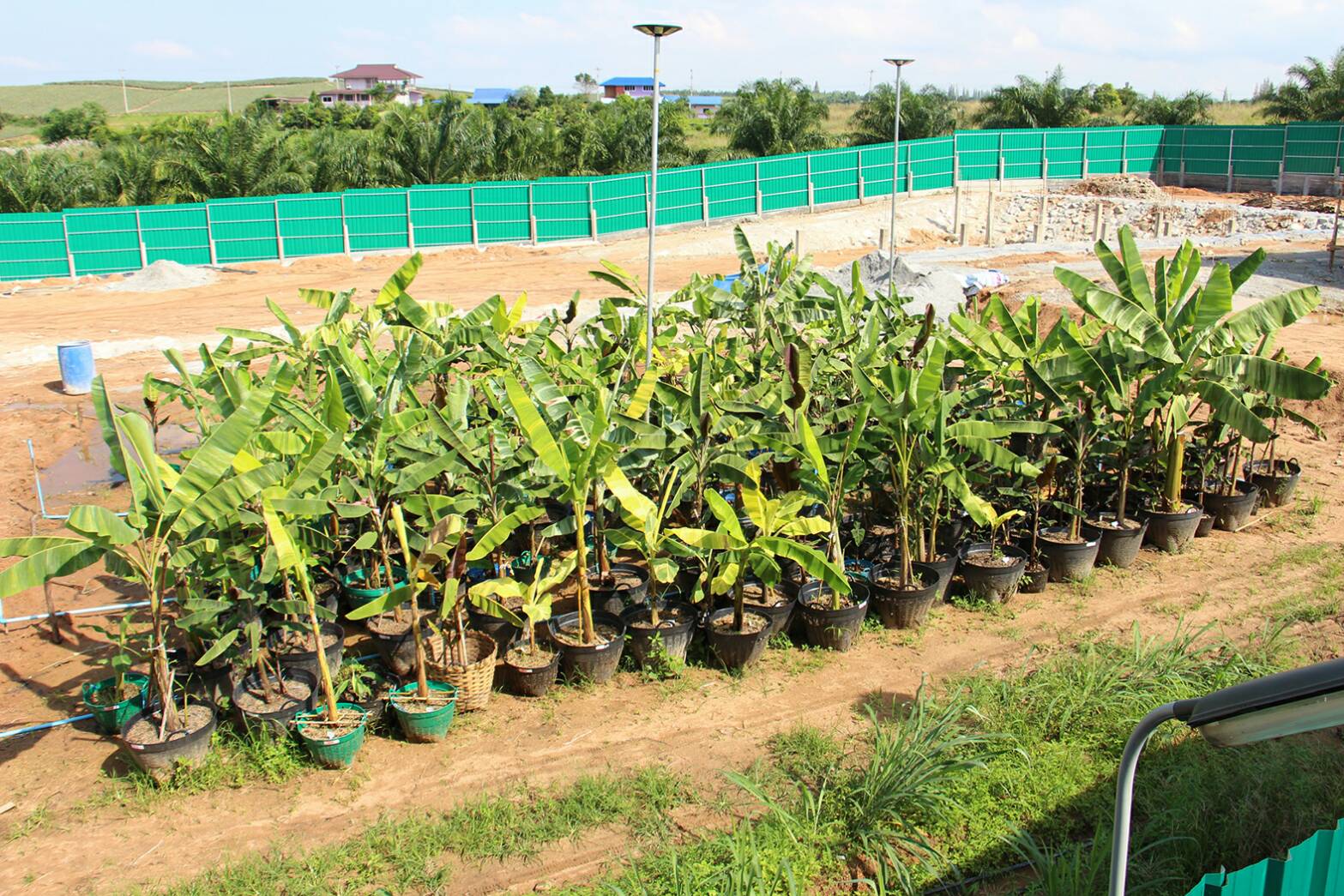 ฮือฮา! เปิดดง กล้วยด่างแดงอินโด มูลค่า 100 ล้าน ที่ราชบุรี