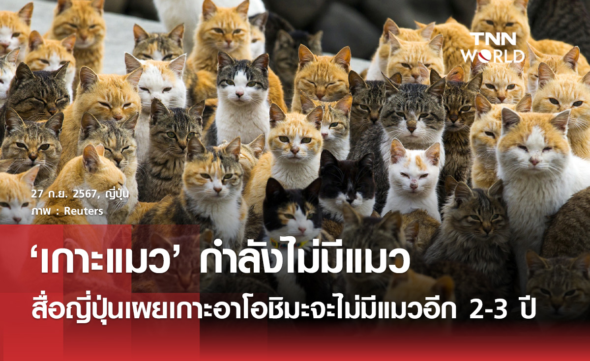 "เกาะแมว" ของญี่ปุ่นกำลังหายไปเหตุจำนวนแมวลด
