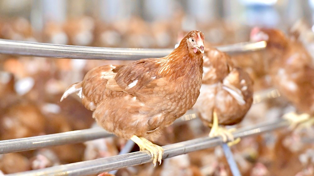 ซีพีเอฟ คัดสรร ไข่ไก่ Cage Free สด สะอาด ปลอดภัย มาตรฐานระดับสากล ซีพีเอฟ คัดสรร ไข่ไก่ Cage Free สด สะอาด ปลอดภัย มาตรฐานระดับสากล