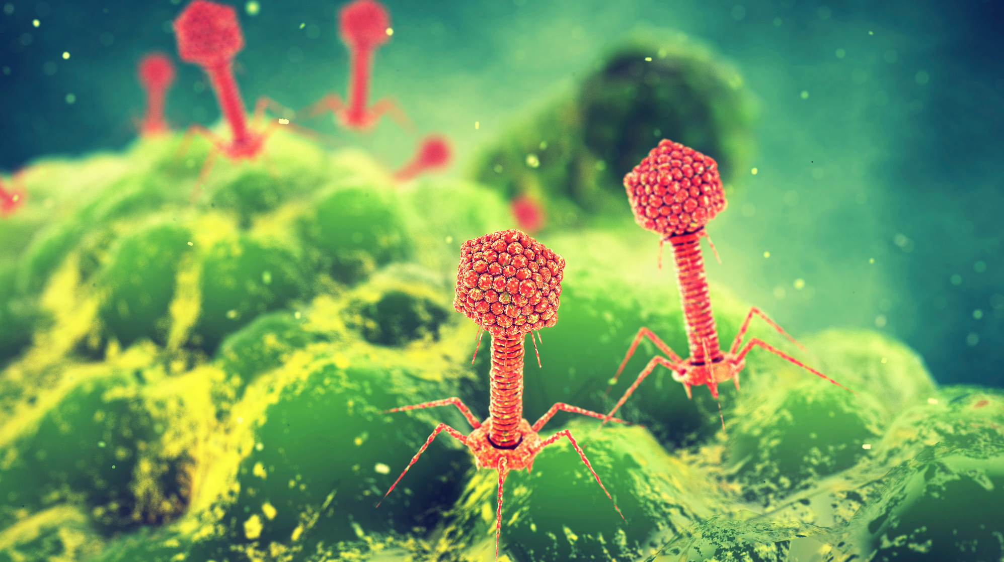 Phage ไวรัสกำจัดแบคทีเรีย ใช้รักษาโรคติดเชื้อดื้อยาปฏิชีวนะ