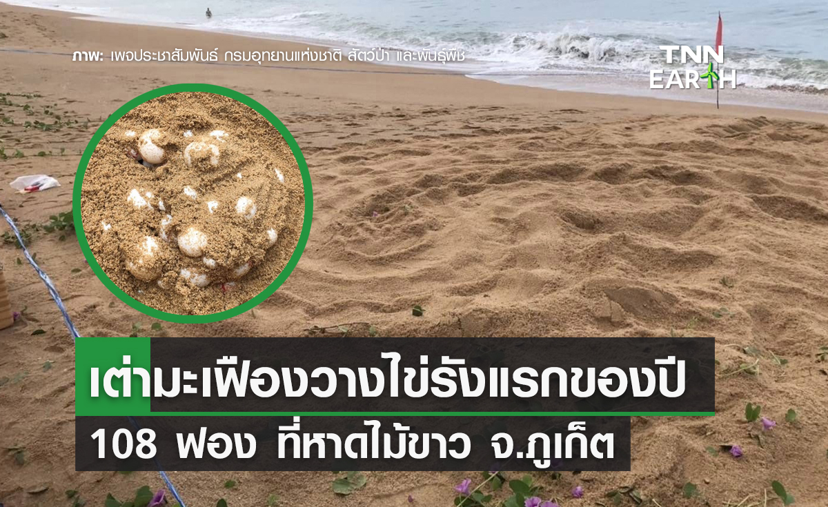 ข่าวดี! เต่ามะเฟืองวางไข่รังแรกของปี 108 ฟอง ที่หาดไม้ขาว จ.ภูเก็ต
