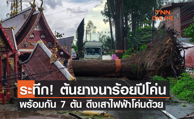 ระทึก! ต้นยางนาร้อยปีโค่นพร้อมกัน 7 ต้น ดึงเสาไฟฟ้าโค่นอีก 27 ต้น