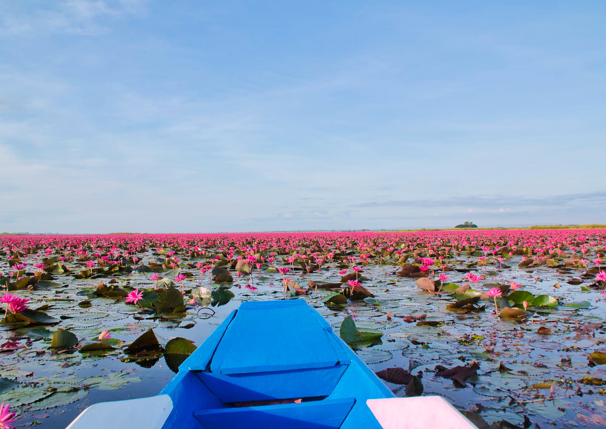 ฤดูหนาว “ทะเลบัวแดง” อุดรธานี บานสะพรั่งทั่วบึงบนพื้นที่กว่าหมื่นไร่