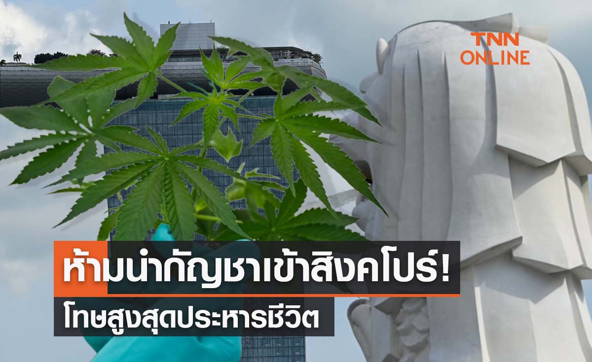 ปลดล็อกกัญชาระวัง! สถานทูตเตือนห้ามพกเข้าสิงคโปร์ โทษสูงสุดประหาร