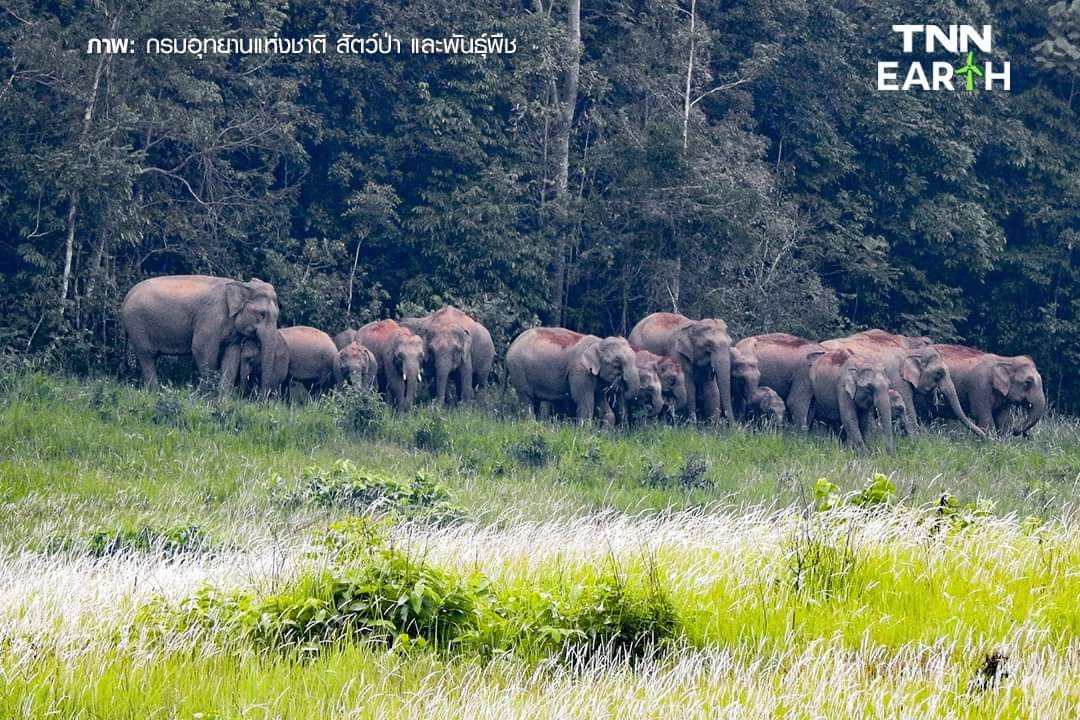 เปิดภาพ “โขลงช้างป่า” เขาใหญ่ รวมตัวหากินตามธรรมชาติ เปิดภาพ “โขลงช้างป่า” เขาใหญ่ รวมตัวหากินตามธรรมชาติ