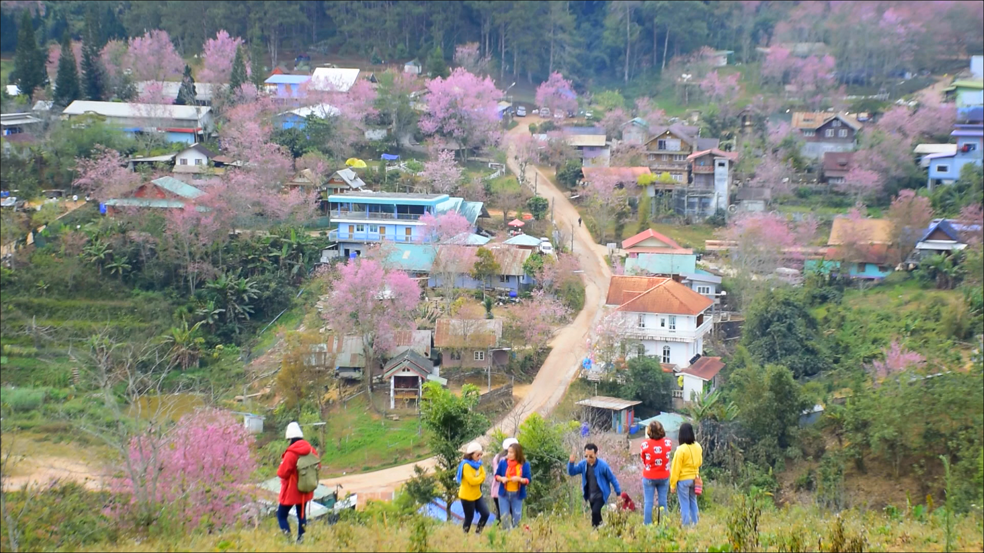 เปิดภาพ ซากุระเมืองไทย บ้านใหม่ร่องกล้า - ภูลมโล