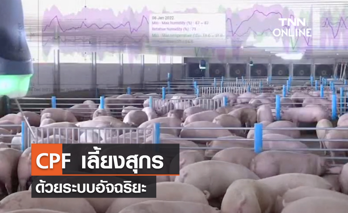(คลิป) CPF เลี้ยงสุกรด้วยระบบอัจฉริยะ