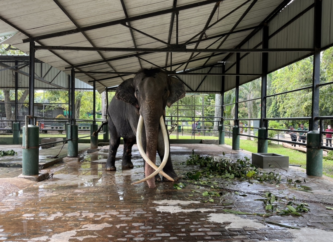 เปิดประวัติ ‘พลายศักดิ์สุรินทร์’ ทูตสันถวไมตรีศรีลังกานานนับ 20 ปี เปิดประวัติ ‘พลายศักดิ์สุรินทร์’ ทูตสันถวไมตรีศรีลังกานานนับ 20 ปี