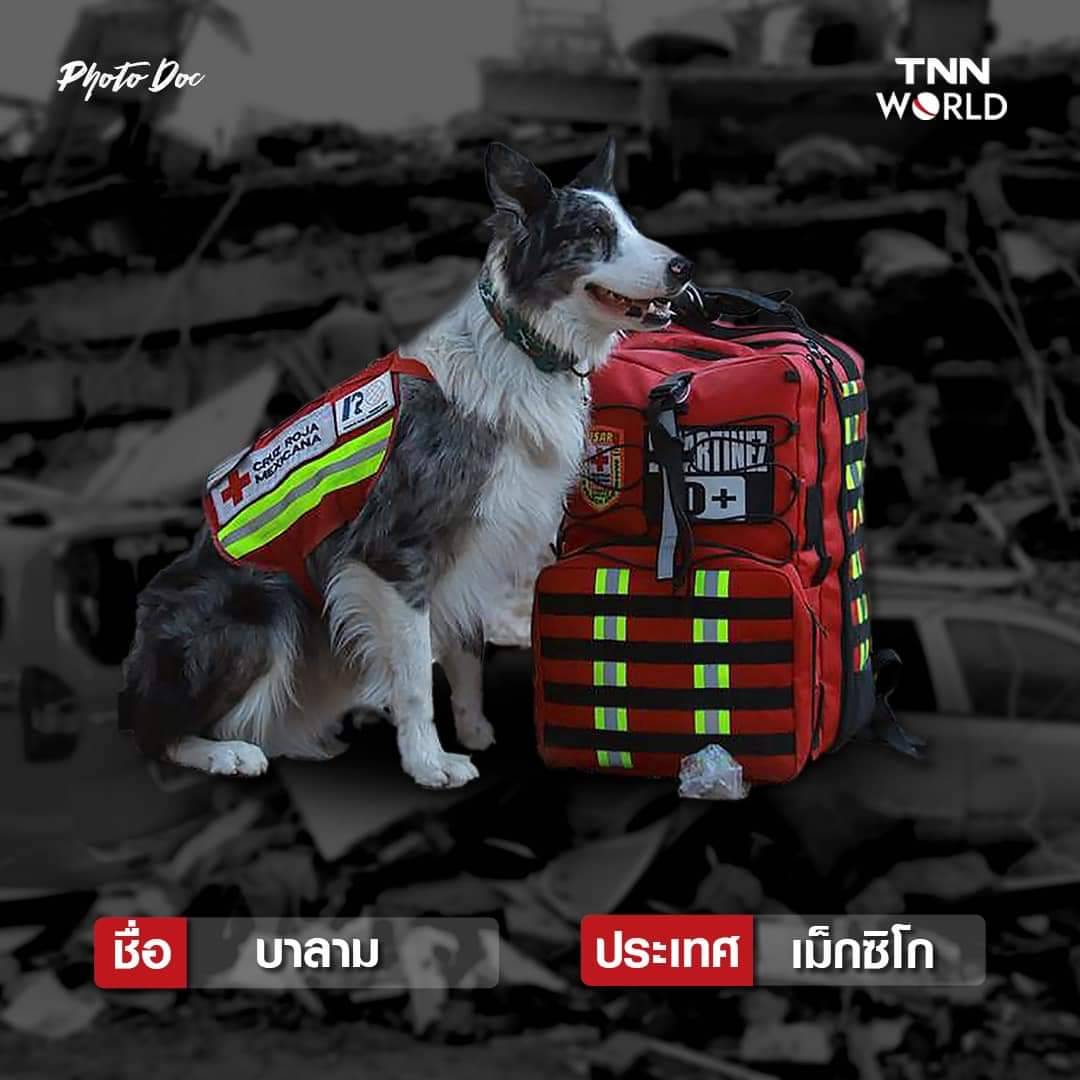 รวมสุนัขกู้ภัย ทั่วโลก ค้นหาผู้รอดชีวิตแผ่นดินไหวตุรกี-ซีเรีย