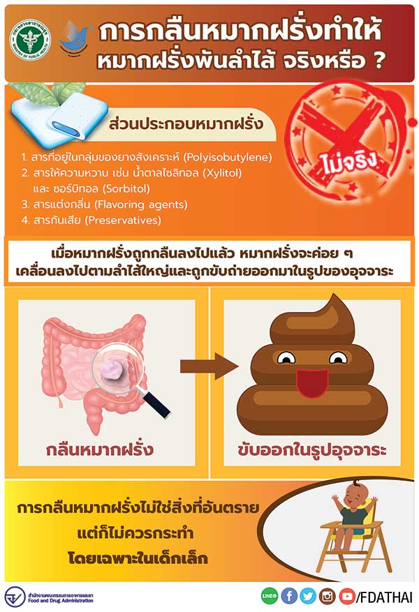 กลืนหมากฝรั่ง เสี่ยงหมากฝรั่งพันลำไส้ ไม่จริง กลืนหมากฝรั่ง เสี่ยงหมากฝรั่งพันลำไส้ ไม่จริง