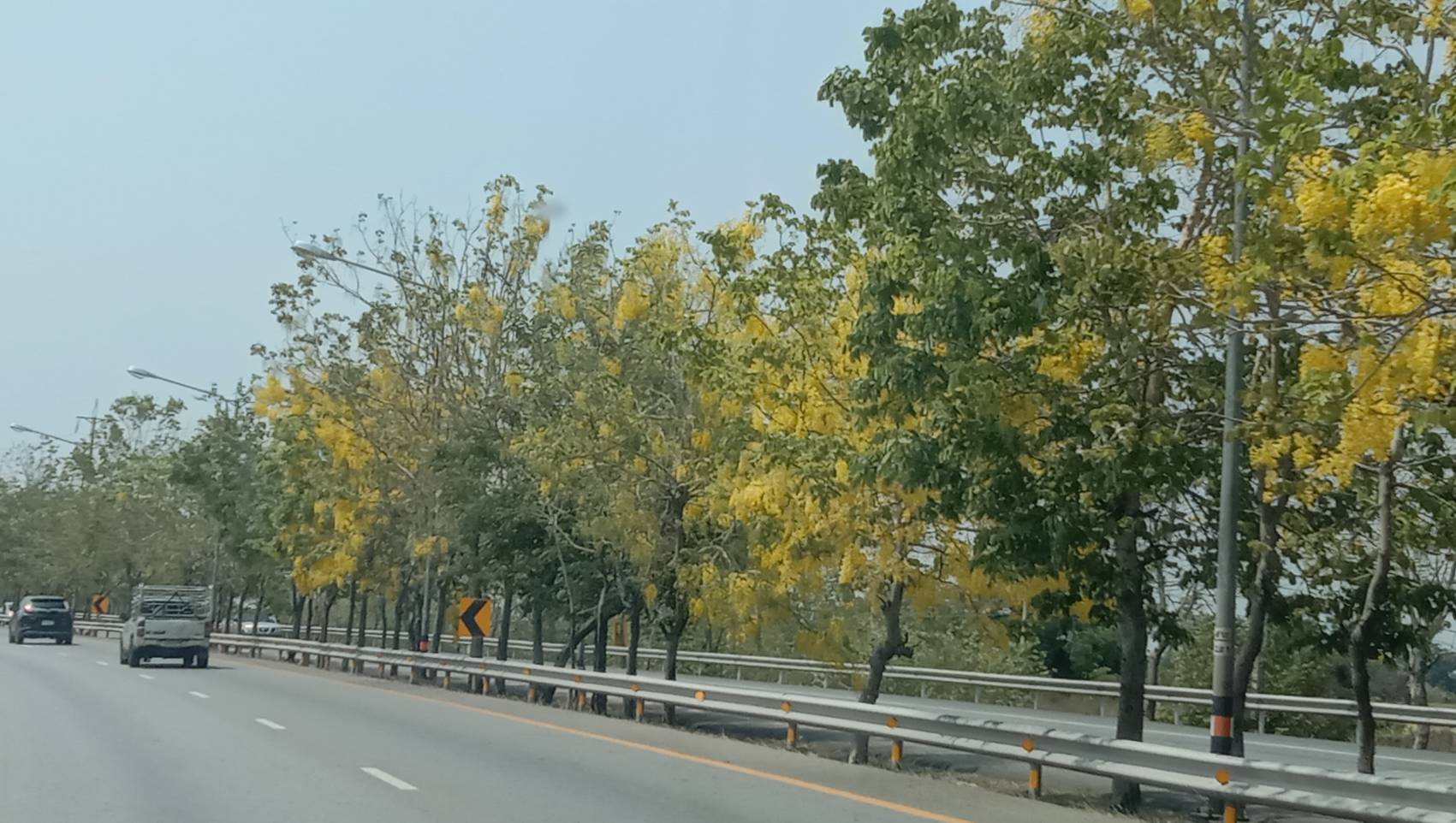 ชม! ดอกคูณบานสะพรั่ง บนถนนมิตรภาพ โคราช ชม! ดอกคูณบานสะพรั่ง บนถนนมิตรภาพ โคราช