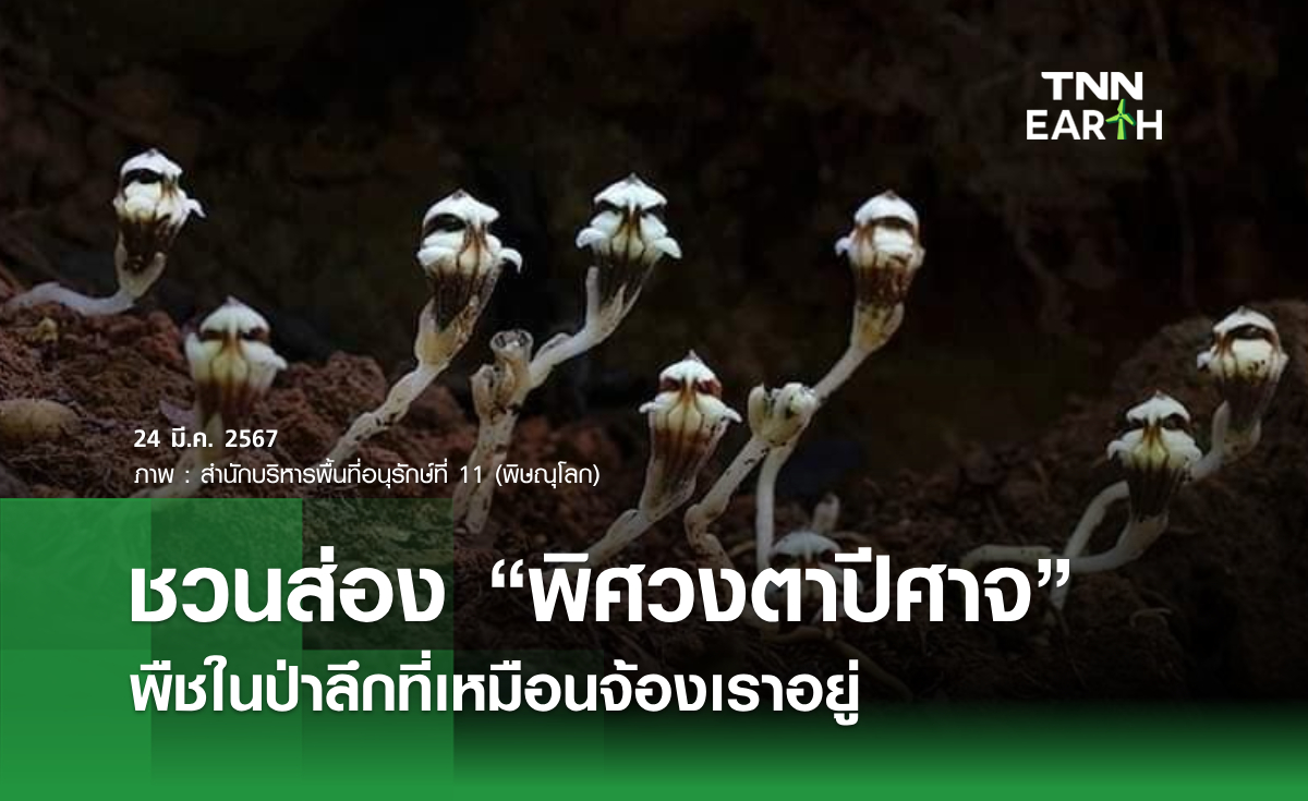 ชวนส่อง “พิศวงตาปีศาจ”  พืชในป่าลึกที่เหมือนจ้องเราอยู่