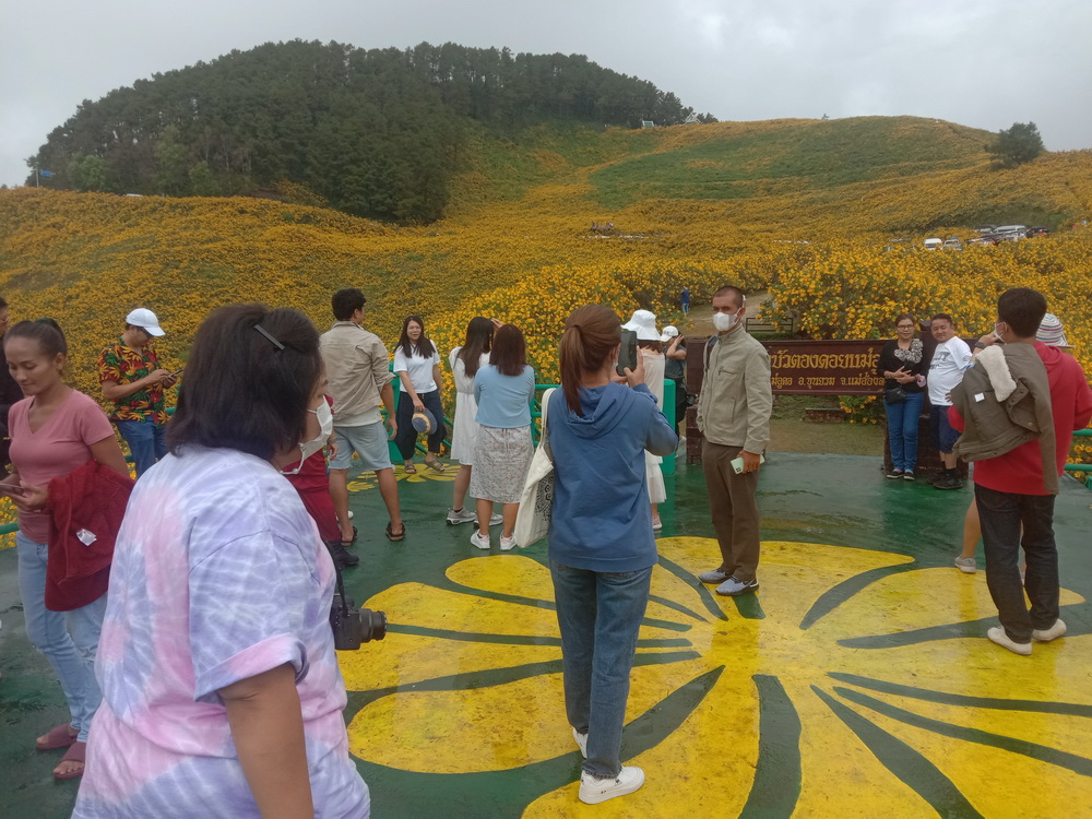 ที่เที่ยวแม่ฮ่องสอน นทท.แห่ชมทุ่งบัวตองเบ่งบานเหลืองอร่ามทั่วขุนเขา