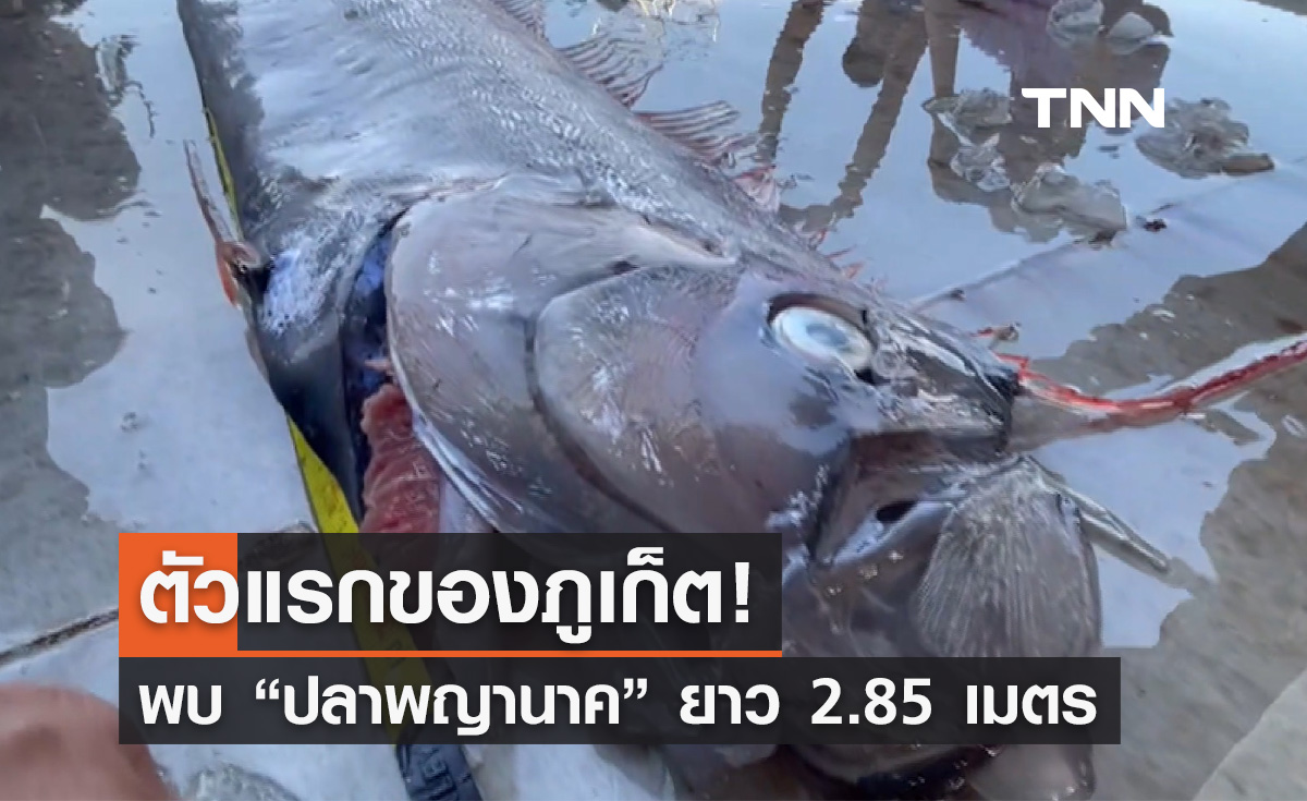 เปิดภาพ “ปลาพญานาค” ยาว 2.85 เมตร ตัวแรกในทะเลภูเก็ต