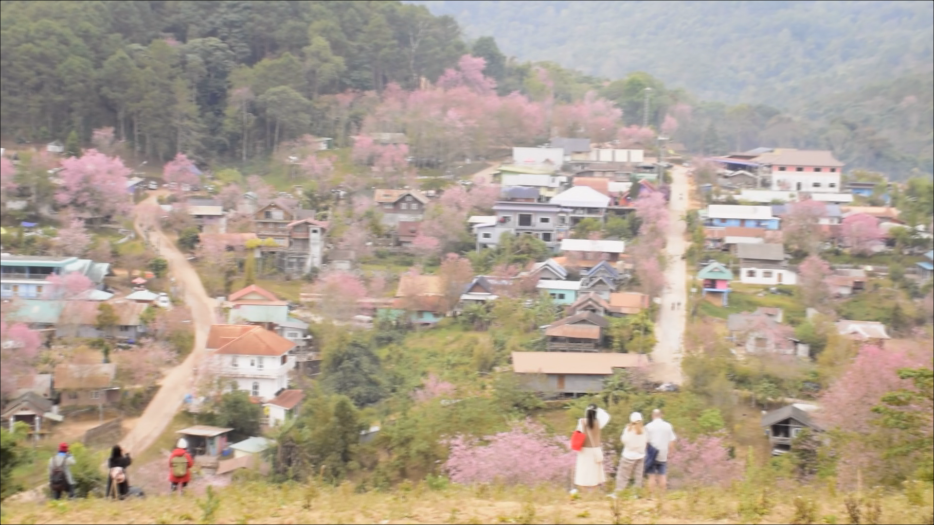 เปิดภาพ ซากุระเมืองไทย บ้านใหม่ร่องกล้า - ภูลมโล