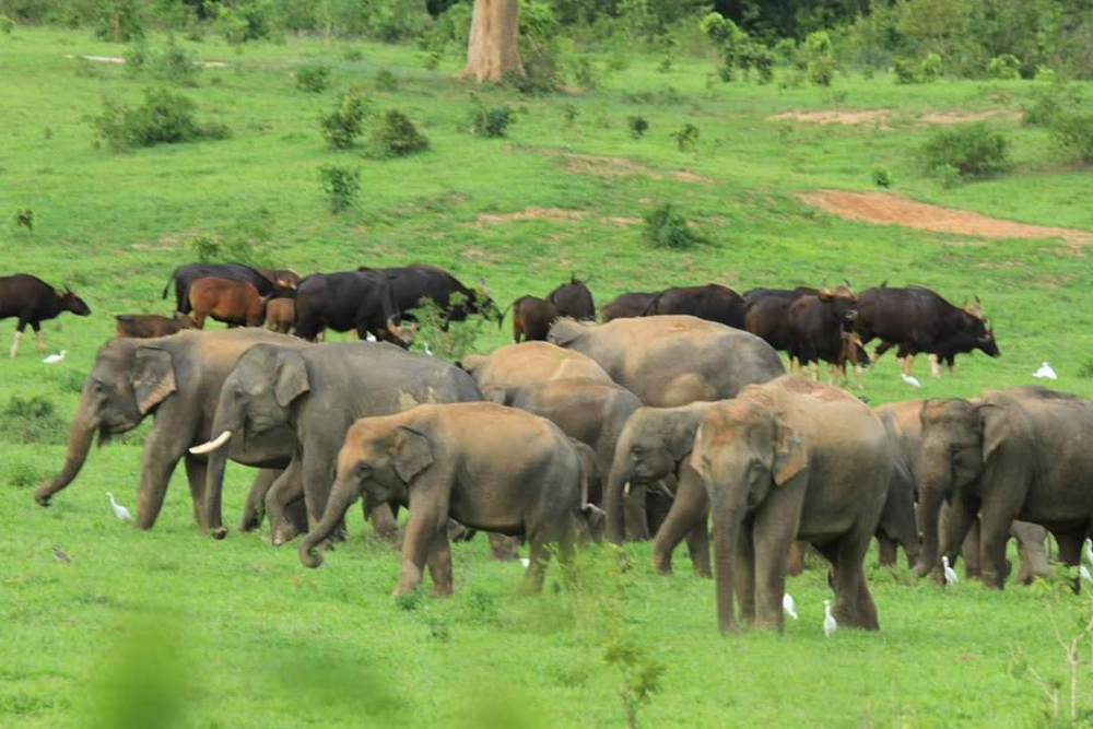 หาดูยาก! ช้างป่า-กระทิง รวมตัวออกหากินในทุ่งหญ้าเป็นจำนวนมาก