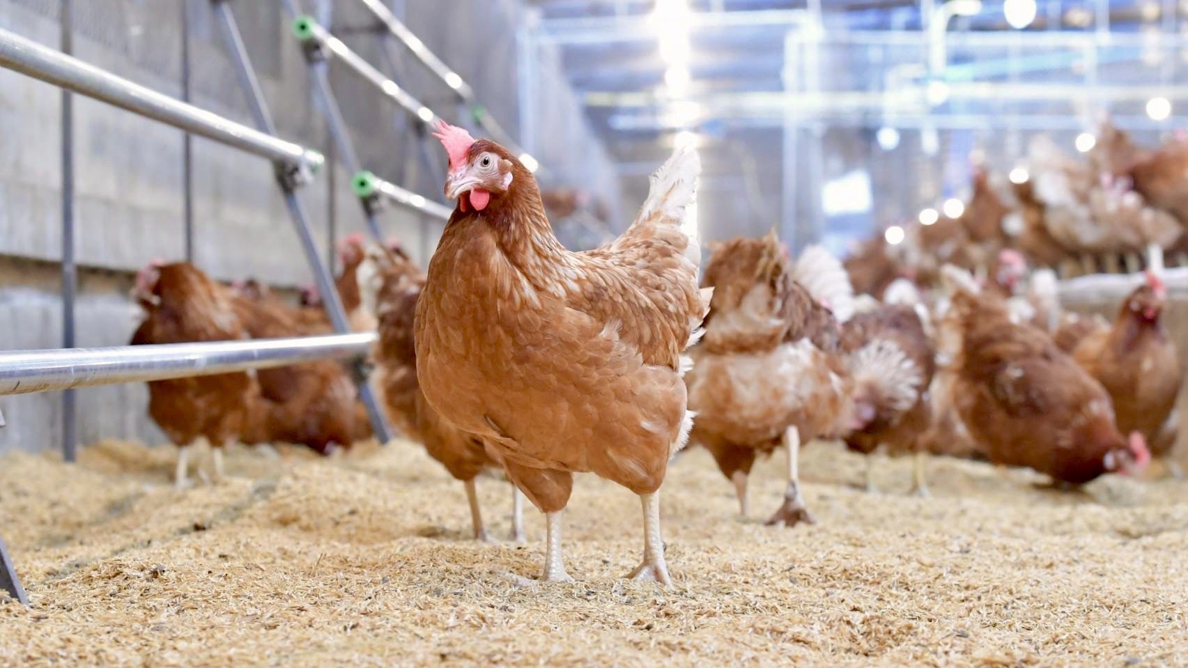 ซีพีเอฟ คัดสรร ไข่ไก่ Cage Free สด สะอาด ปลอดภัย มาตรฐานระดับสากล ซีพีเอฟ คัดสรร ไข่ไก่ Cage Free สด สะอาด ปลอดภัย มาตรฐานระดับสากล