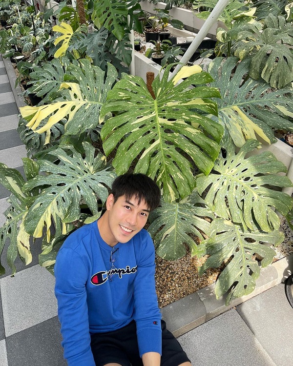 เคน ภูภูมิ เปิดประมูลกล้วยด่าง ไม่กี่ชั่วโมงได้ราคาเกินแสน (มีคลิป) เคน ภูภูมิ เปิดประมูลกล้วยด่าง ไม่กี่ชั่วโมงได้ราคาเกินแสน (มีคลิป)