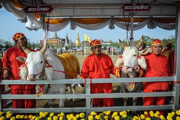 วันพืชมงคล 2566 เปิดตัว พระโค ในพิธีจรดพระนังคัลแรกนาขวัญ
