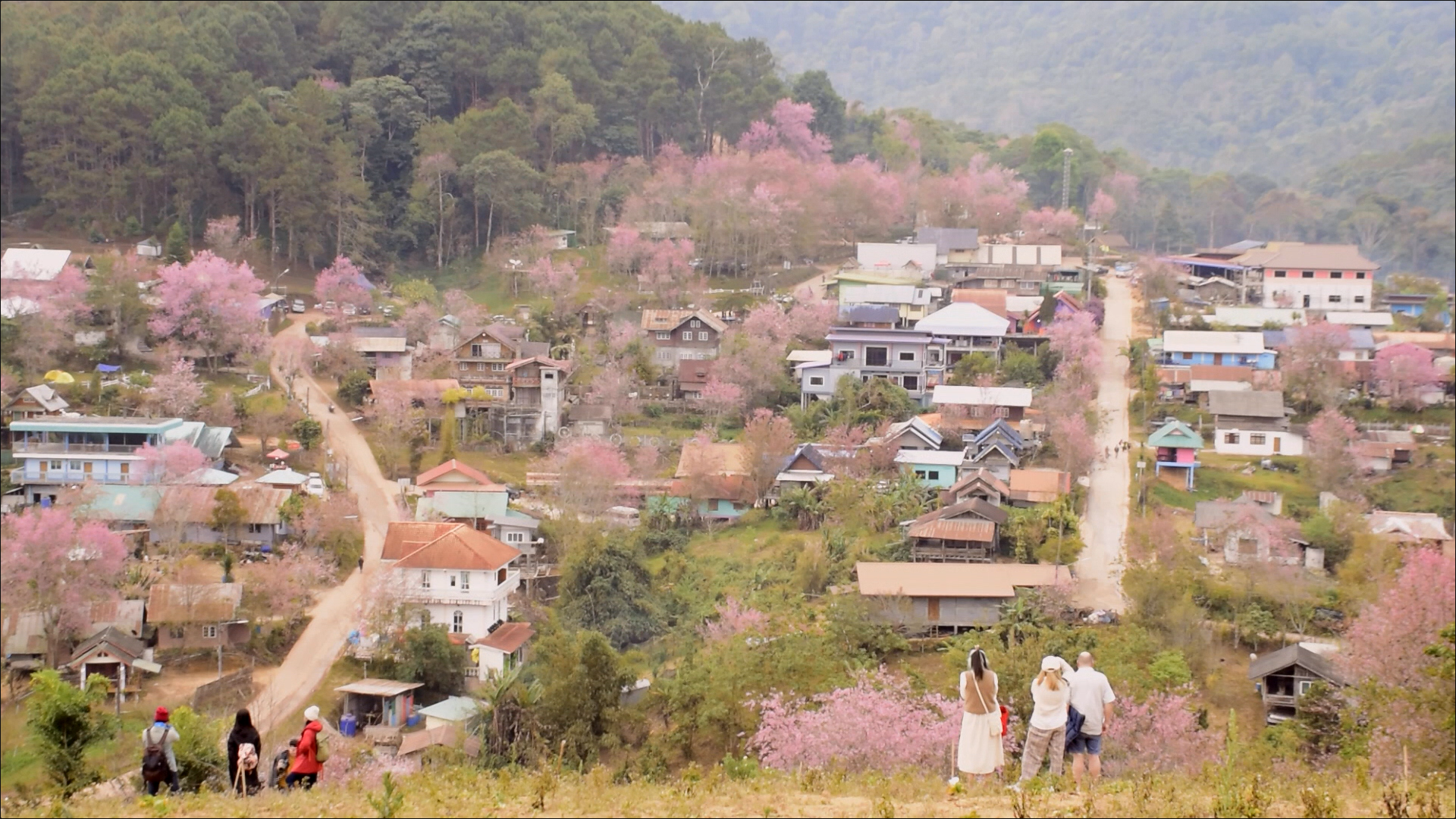 เปิดภาพ ซากุระเมืองไทย บ้านใหม่ร่องกล้า - ภูลมโล