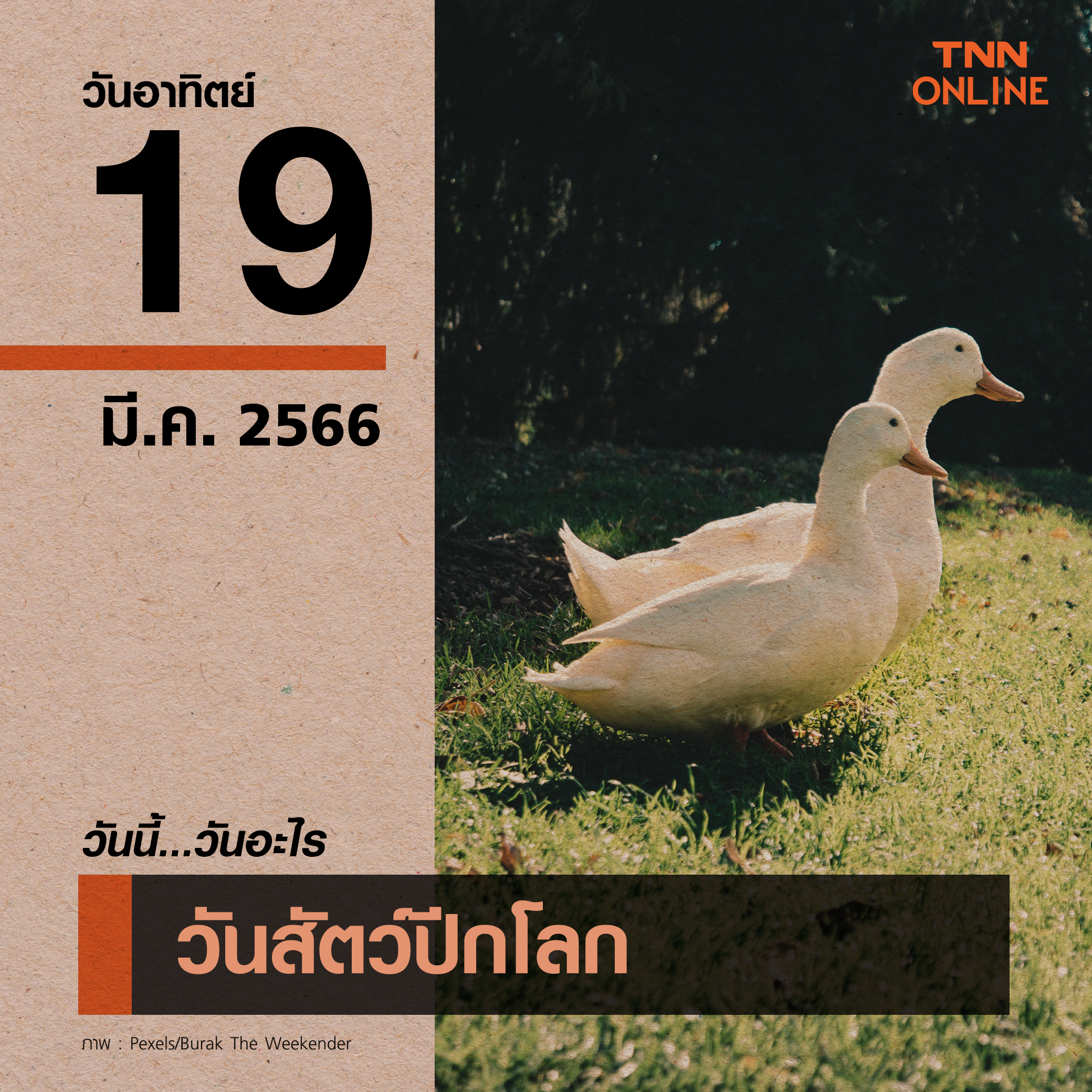 วันนี้วันอะไร วันที่ 19 มีนาคม ของทุกปี เป็นวันสัตว์ปีกโลก วันนี้วันอะไร วันที่ 19 มีนาคม ของทุกปี เป็นวันสัตว์ปีกโลก