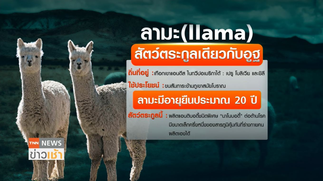 สกัดภูมิคุ้มกันตัว “ลามะ” ช่วยต้านโควิด-19