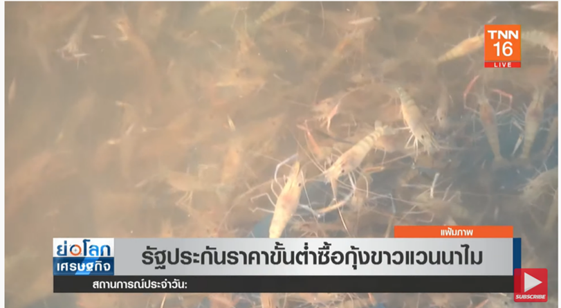 ข่าวดี! รัฐประกันราคาขั้นต่ำซื้อกุ้งขาวแวนนาไม ข่าวดี! รัฐประกันราคาขั้นต่ำซื้อกุ้งขาวแวนนาไม