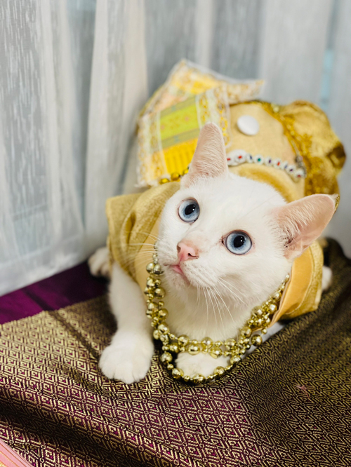 ลอยกระทงปี 64 จัดกิจกรรมประกวด หนูน้อยนพแมว ชิงมงกุฎทองล้อมเพชร