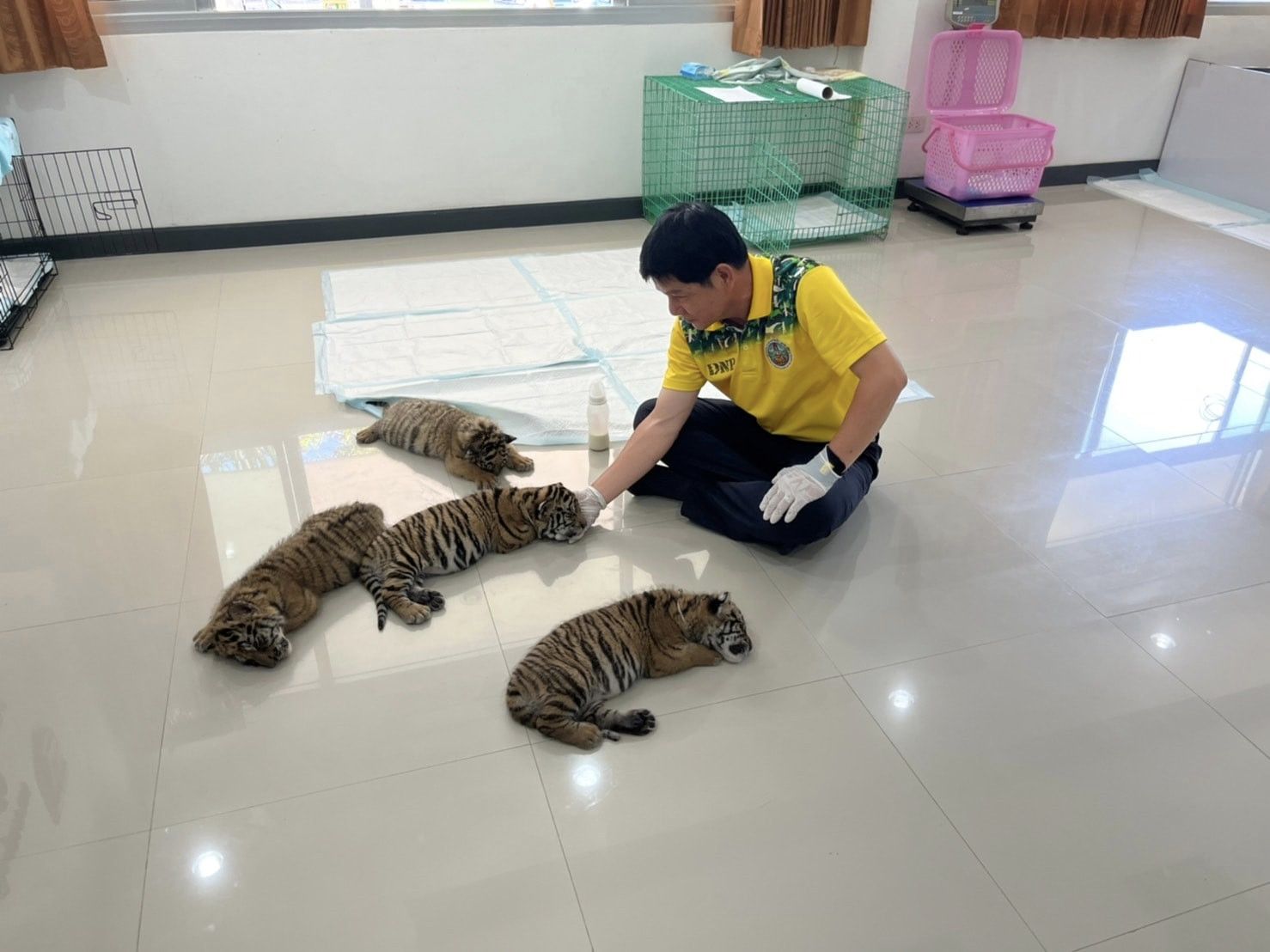ลูกเสือของกลาง 4 ตัวได้ชื่อแล้ว-พร้อมเผยที่มาสุดลึกซึ้ง 