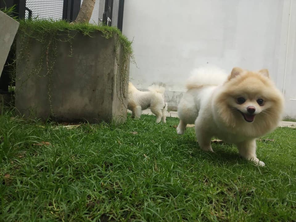 พาดหัว