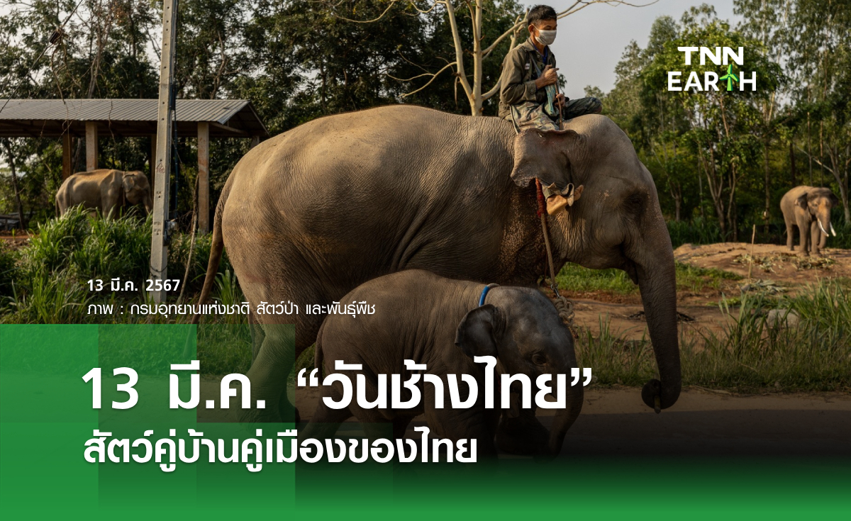 13 มี.ค. วันช้างไทย สัตว์คู่บ้านคู่เมืองของไทย