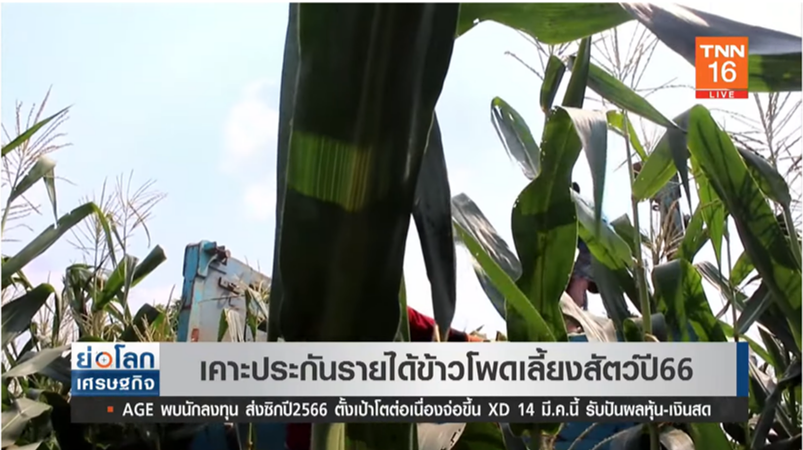 เคาะแล้ว! ประกันรายได้ข้าวโพดเลี้ยงสัตว์ ประจำปี 66
