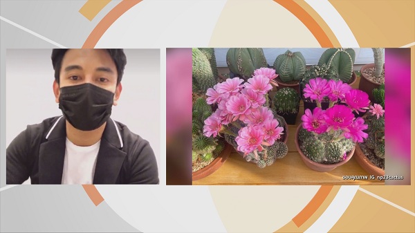  “กัน นภัทร” ขยายพันธุ์ แคคตัส สร้างรายได้ มีแพลนเปิดเป็นคาเฟ่ (มีคลิป) 