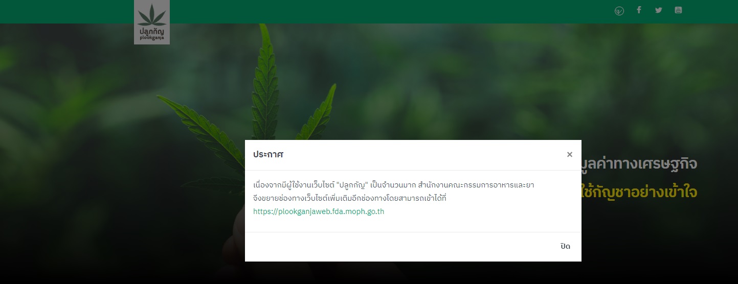 เพิ่มช่องทางแจ้ง ปลูกกัญชา หลังมีผู้ใช้งานเว็บ ปลูกกัญ จำนวนมาก 