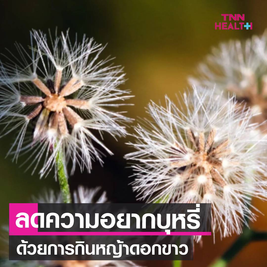 วันงดสูบบุหรี่โลก 31 พ.ค.เคล็ดลับ กินหญ้าดอกขาว ลดความอยากบุหรี่ วันงดสูบบุหรี่โลก 31 พ.ค.เคล็ดลับ กินหญ้าดอกขาว ลดความอยากบุหรี่