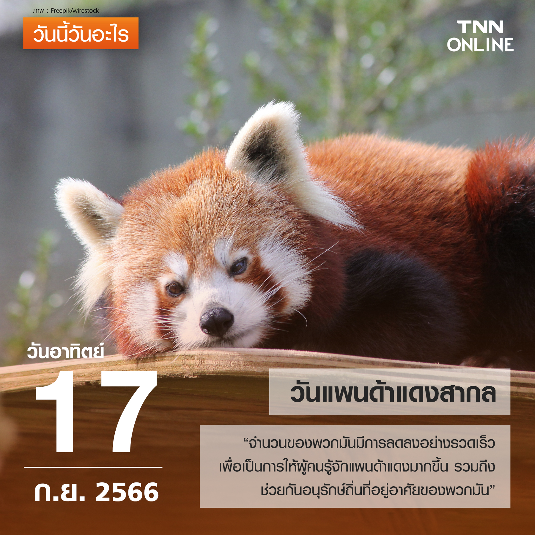 วันนี้วันอะไร 17 กันยายน ตรงกับ “วันแพนด้าแดงสากล” วันนี้วันอะไร 17 กันยายน ตรงกับ “วันแพนด้าแดงสากล”